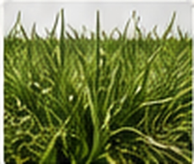 Landscaping grass